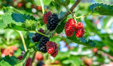 buy fresh mulberry